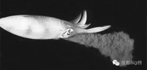 黑色美食_墨鱼汁料理_网红黑暗料理食物大全,